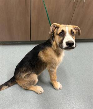 German Shepherd Dog and Mixed Breed Dogs Available for Adoption in Baytown, Texas - SUAVE | PetCurious
