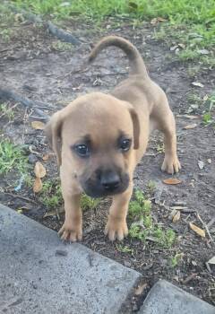 Labrador Retriever Dogs Available for Adoption in The Woodlands, Texas - Ali | PetCurious