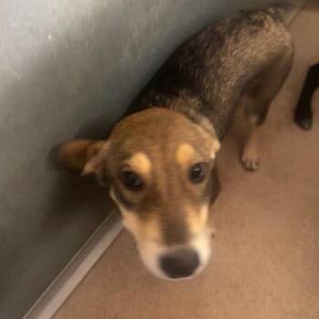 Gemma -  Mixed Breed Dog for Adoption in Ardmore, Oklahoma - Gemma | PetCurious