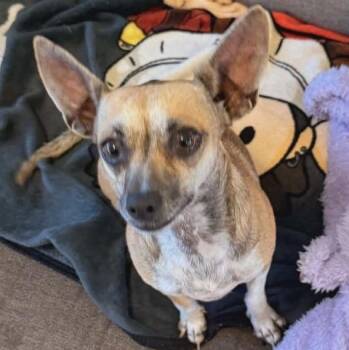 Reba -  Chihuahua and Mixed Breed Dog for Adoption in Corpus Christi, Texas - Reba | PetCurious