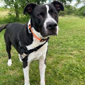 Mixed Breed Dogs Available for Adoption in Janesville, Wisconsin - Drax | PetCurious