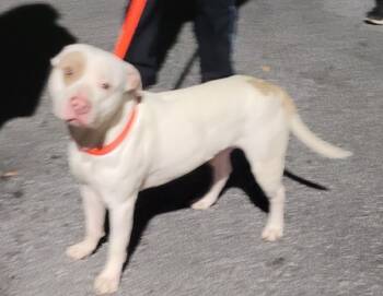 Rescue American Staffordshire Terrier Dogs for Adoption in Lawrenceville, Georgia - Pen 140c | PetCurious