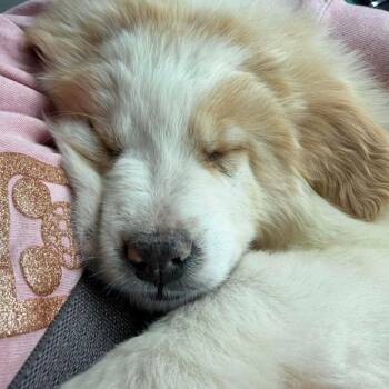 Labrador Retriever and Great Pyrenees Dogs Available for Adoption in Jackson, Missouri - Hercules | PetCurious