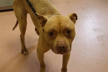 Mixed Breed Dogs Available for Adoption in Columbia, South Carolina - DJ | PetCurious