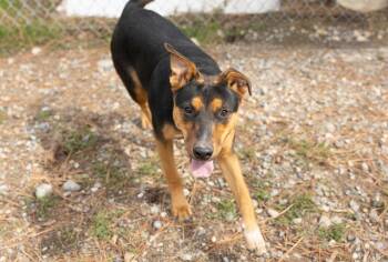 Hermione -  Shepherd Dog for Adoption in Libby, Montana - Hermione | PetCurious