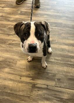 Rescue Pit Bull Terrier Dogs for Adoption in Liverpool, New York - Braxton | PetCurious