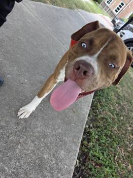 BENZ -  English Bulldog and Mixed Breed Dog for Adoption in San Antonio, Texas - BENZ | PetCurious