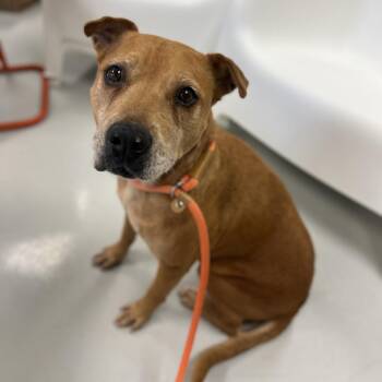 Shepherd and Mixed Breed Dogs Available for Adoption - Carmen | PetCurious