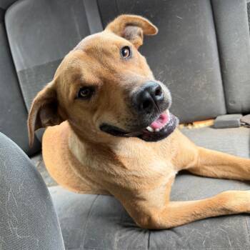 Amber -  Yellow Labrador Retriever Dog for Adoption in Sequatchie, Tennessee - Amber | PetCurious