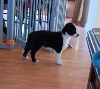 Border Collie Dogs Available for Adoption - Quiche | PetCurious
