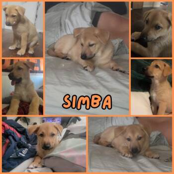 Simba -  Mixed Breed Dog for Adoption in Mesa, Arizona - Simba | PetCurious