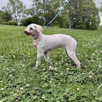 Poodle Dogs Available for Adoption in Alexandria, Kentucky - Susie Roo | PetCurious