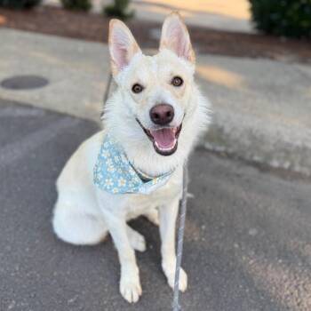 Carla -  Husky and Terrier Dog for Adoption in Newberg, Oregon - Carla | PetCurious