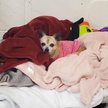 Rescue Chihuahua Dogs for Adoption in Pekin, Illinois - Sally | PetCurious