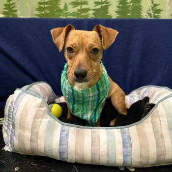 Chihuahua Dogs Available for Adoption in Logan, Utah - Chardonnay (Annie) | PetCurious