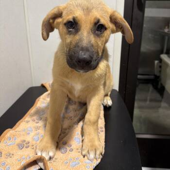 Bashful -  Black Mouth Cur and Mixed Breed Dog for Adoption in Tampa, Florida - Bashful | PetCurious