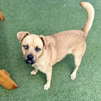 Rescue Pug and Shepherd Dogs for Adoption in Hawthorne, California - Carlos | PetCurious