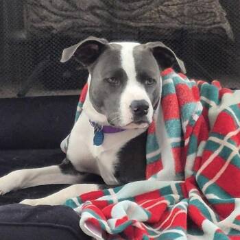 Ross -  Pit Bull Terrier Dog for Adoption in Columbia, South Carolina - Ross | PetCurious