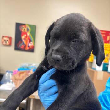 Titanic -  Black Labrador Retriever and Pit Bull Terrier Dog Available for Adoption in Birmingham, Alabama - Titanic | PetCurious
