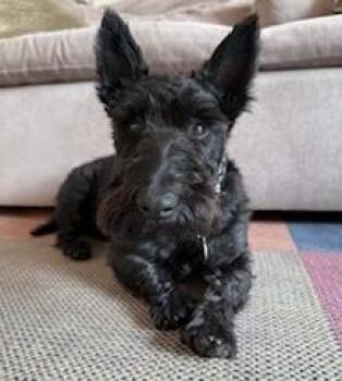 Rescue Scottish Terrier Dogs for Adoption in Rockaway, New Jersey - Mango | PetCurious