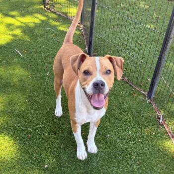 Bingo 3264 -  Mixed Breed Dog for Adoption in Loxahatchee Groves, Florida - Bingo 3264 | PetCurious