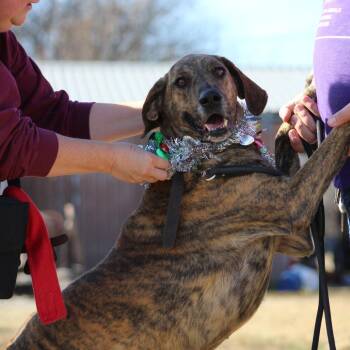 Dani -  Mixed Breed Dog for Adoption in Pauls Valley, Oklahoma - Dani | PetCurious