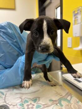 Dory -  Mixed Breed Dog for Adoption in Raleigh, North Carolina - Dory | PetCurious