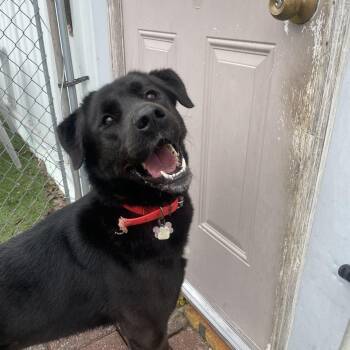 Labrador Retriever and Akita Dogs Available for Adoption in Richmond Hill, Ontario - Daisy | PetCurious