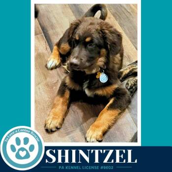 Shintzel (Aussie Posse) 071826 -  Australian Shepherd and Poodle Dog for Adoption in Kimberton, Pennsylvania - Shintzel (Aussie Posse) 071826 | PetCurious