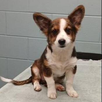 Harvey -  Cardigan Welsh Corgi and Mixed Breed Dog for Adoption in Kansas City, Missouri - Harvey | PetCurious