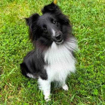 Agnes -  Shetland Sheepdog Sheltie Dog for Adoption in Salisbury, Maryland - Agnes | PetCurious