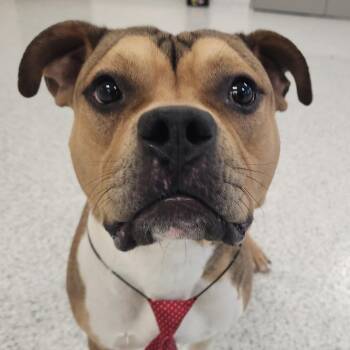 Zoomer -  Pit Bull Terrier Dog for Adoption in Fort Wayne, Indiana - Zoomer | PetCurious
