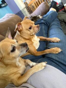 Bill -  Chihuahua Dog for Adoption in West Peoria, Illinois - Bill | PetCurious
