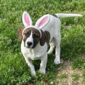 Mixed Breed Dogs Available for Adoption in West Chester, Pennsylvania - Evren | PetCurious