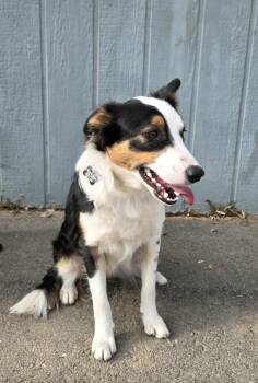 Rescue Australian Shepherd Dogs for Adoption in Pinedale, Wyoming - Duke | PetCurious