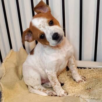 Mixed Breed Dogs Available for Adoption - Jan  | PetCurious