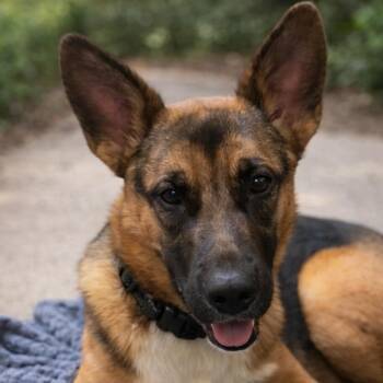 German Shepherd Dog and Cardigan Welsh Corgi Dogs Available for Adoption - Raleigh | PetCurious