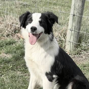 Border Collie Dogs Available for Adoption - Ivy | PetCurious
