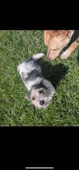 Alfie -  Jack Russell Terrier and Poodle Dog for Adoption in New Haven, Connecticut - Alfie | PetCurious