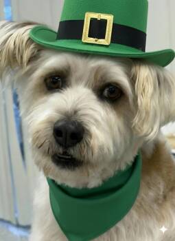 Miniature Schnauzer Dogs Available for Adoption - Mr. Willis | PetCurious