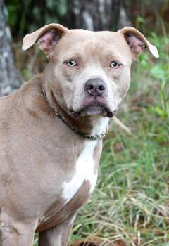 Roxi -  Pit Bull Terrier Dog for Adoption in Monroe, Georgia - Roxi | PetCurious