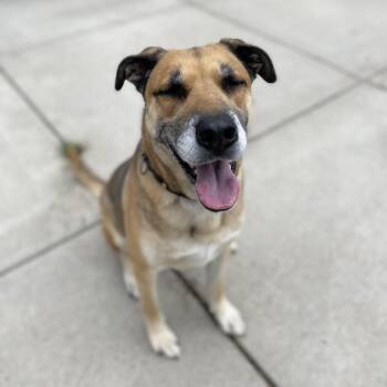 Bruce -  German Shepherd Dog Dog for Adoption in Cheyenne, Wyoming - Bruce | PetCurious