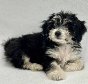 Havanese Dogs Available for Adoption in Palo Alto, California - Popcorn: Kettle | PetCurious