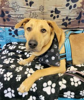 Yellow Labrador Retriever Dogs Available for Adoption - YELLOW LAB , YELLOW LAB | PetCurious