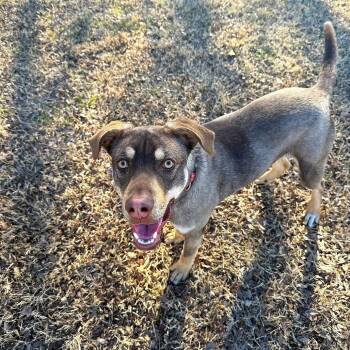 Ripley -  Mixed Breed Dog Available for Adoption in Ponca City, Oklahoma - Ripley | PetCurious