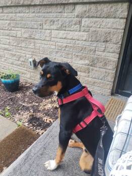 Rocket -  Beagle Dog for Adoption in Indianapolis, Indiana - Rocket | PetCurious