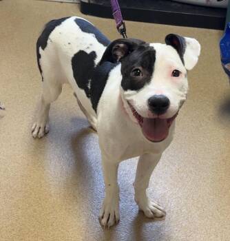 Pit Bull Terrier Dogs Available for Adoption - Missy **Breed Experience Required**  | PetCurious