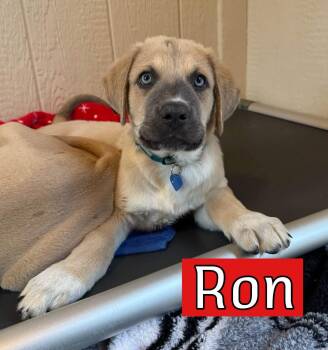 Ron -  Hound Dog for Adoption in Southlake, Texas - Ron | PetCurious