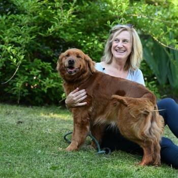 Golden Retriever Dogs Available for Adoption in Chester Springs, Pennsylvania - Abby | PetCurious