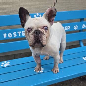 PECOS BILL -  French Bulldog Dog for Adoption in Long Beach, California - PECOS BILL | PetCurious